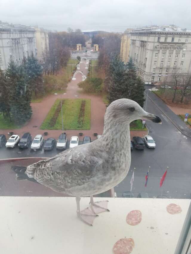 Гостиница Россия Санкт-Петербург-251